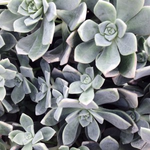 So I help run the university's Instagram account (go follow @calpolypomona) and I went hunting for a photo on Wednesday. There's this patio that has a very nice succulent garden growing. 