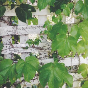 A thriving vine on the arbor in front of my house. 