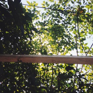 Your periodical reminder that Zoe loves plants. She knows nothing about gardening or botany, but she loves plants nonetheless. 