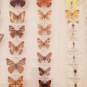 This week's adventure: the Rancho Santa Ana Botanical Garden. 