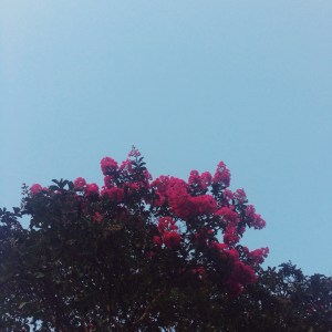 There are these small trees that line my street, and they have beautiful flowers. If you know what they're called, please let me know!