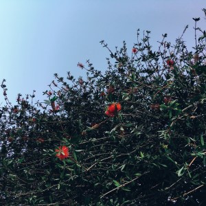 Here, have a photo of a pretty tree I parked under this week. This is the extent of my photography these days, but I'm working on it. 