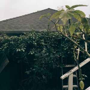 Give me a fence covered in vines or shrubbery or just general greenness and I am a happy camper.