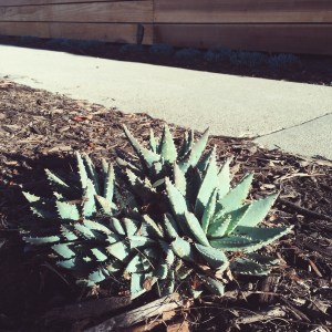 There's this house I walk by occasionally on my way from the car to the office, and the people who live there planted succulents next to the sidewalk. I like their style. 