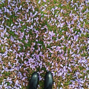 I love jacaranda trees. 