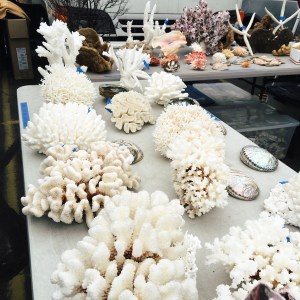 Last photo, I promise -- look at how cool this coral is. 