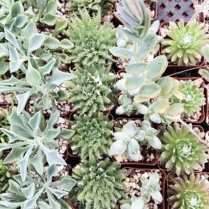 You can even buy plants at the Rose Bowl Flea Market. You can buy basically anything here.