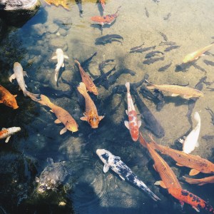 The koi (and a turtle friend) at my alma mater's Japanese garden.