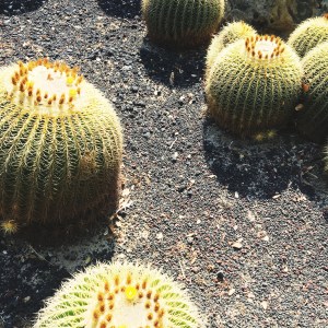 Last weekend I went to a little place called Lotusland. Stay tuned.  