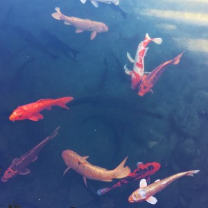 Just keep swimming, swimming, swimming. 